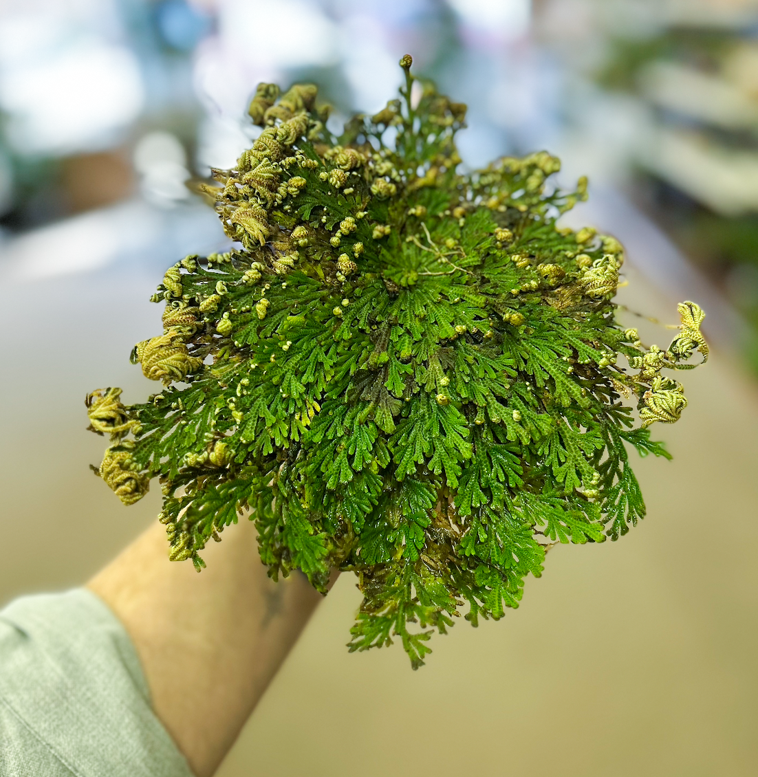 rose-of-jericho-resurrection-plant-the-flower-bar